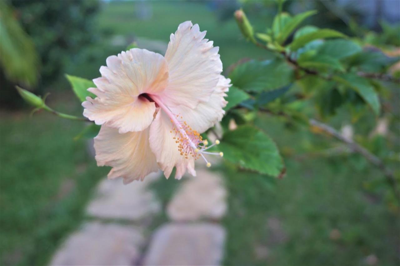 Lanka Beach Boutique Bungalows & Grand Villa แทนกาลเล ภายนอก รูปภาพ