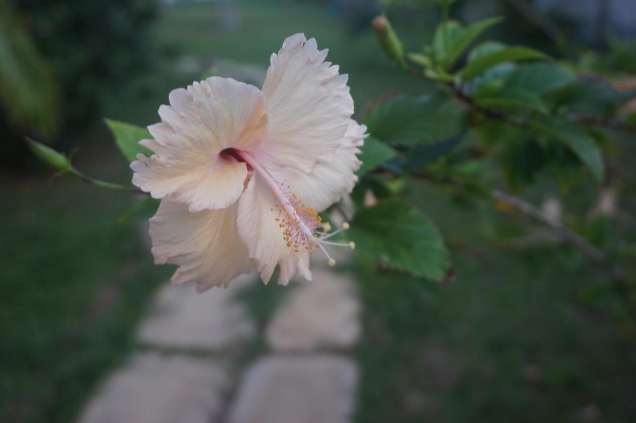 Lanka Beach Boutique Bungalows & Grand Villa แทนกาลเล ภายนอก รูปภาพ